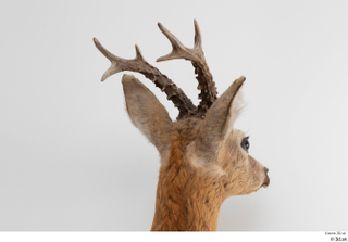European roe deer head 0009.jpg
